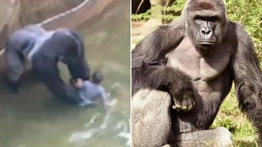 Blurred Harambe meme template
