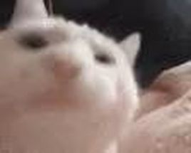 Blurred Cat thinks that the new music track is sooo gud meme template