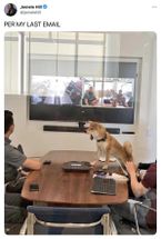 Blurred Per My Last Email Dog meme template