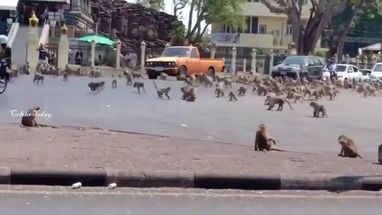 Blurred Monkey brawl meme template