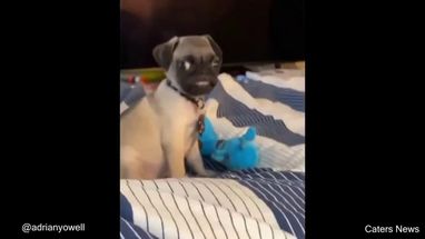 Blurred help me dog meme template