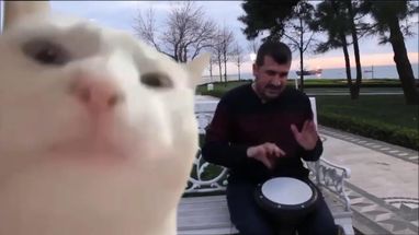 Blurred bongo cat meme template