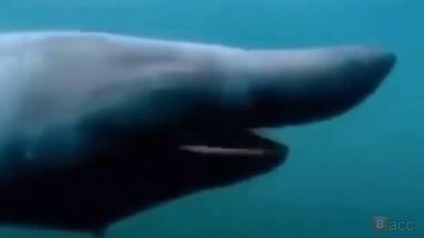 Blurred Pog meme template