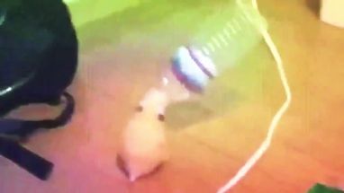 Blurred Hamster Dance meme template