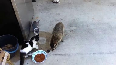 Blurred Racoon stealing cat food meme template
