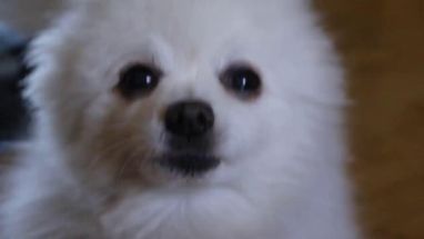 Blurred bork meme template