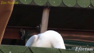 Blurred Inhaling Gull meme template