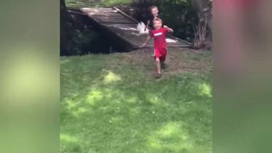 Blurred The Brave Rooster meme template