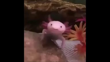 Blurred One pink boi meme template