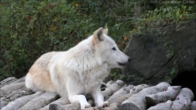 Blurred howler meme template