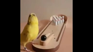 Blurred bowling parrot meme template