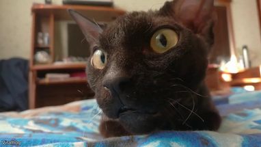 Blurred Surprised cat meme template