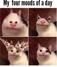 Blurred Polite Cat meme template