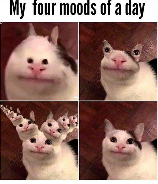 Polite Cat meme template