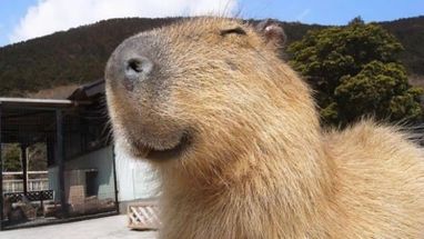 Blurred Capybara meme template