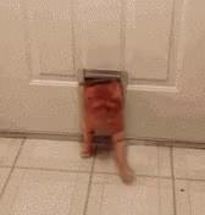 Blurred fat cat meme template