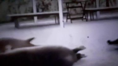 Blurred bouncing seals meme template