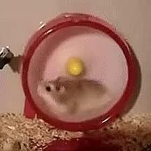 Blurred hamster wheel meme template