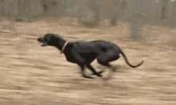 Blurred Dog running gif template meme template