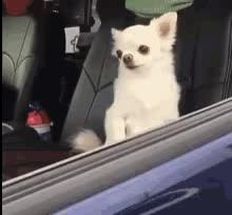 Blurred Chihuahua car meme template