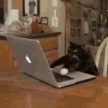 Blurred Cat mashing keyboard meme template
