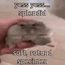 Blurred rotund specimen meme template