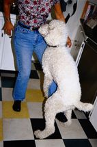 Blurred Happy Hump Day meme template