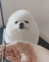 Blurred Egg Dog meme template