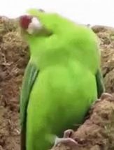 Blurred Party Parrot meme template