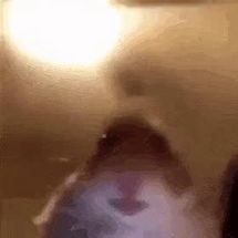 Blurred Hamster Watching meme template