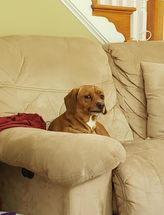 Blurred What's Wrong With Your Dog meme template