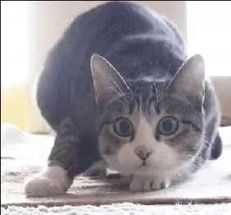 Blurred Shaq cat dance meme template