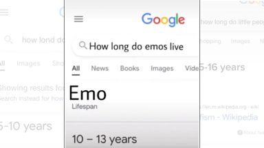 How Long Do Emos Live For meme