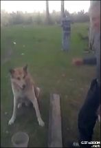 Blurred Dog Handshake meme template