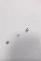 Blurred Crushed mosquito by magnets meme template