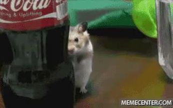 Blurred Soon hamster meme template