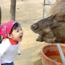 Blurred Girl Yelling at Yak meme template