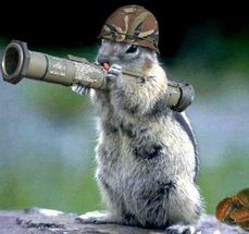 Bazooka Squirrel meme