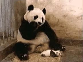 Blurred Sneeze panda meme template