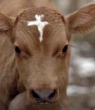 Blurred Holy Cow meme template