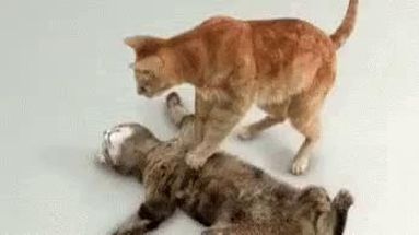 Blurred CPR CAT meme template