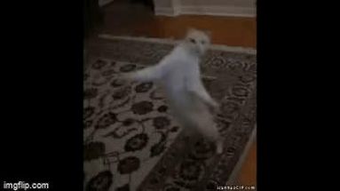 Blurred Dancing Cat meme template