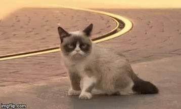 Grumpy Cat Reverse Meme Generator - Piñata Farms - The best meme generator  and meme maker for video & image memes