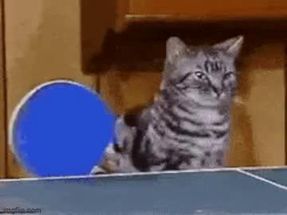 Blurred Cat Ping Pong meme template