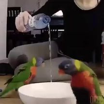 Blurred water is love meme template