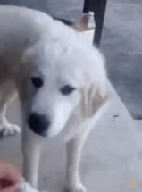 Blurred disgusted dog meme template