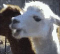 Blurred Llama eating meme template