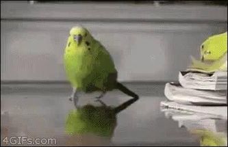 Blurred Parrot leaving explosion GIF meme template