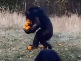Blurred Monkey meme template