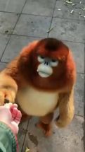 Blurred Golden Monkey meme template